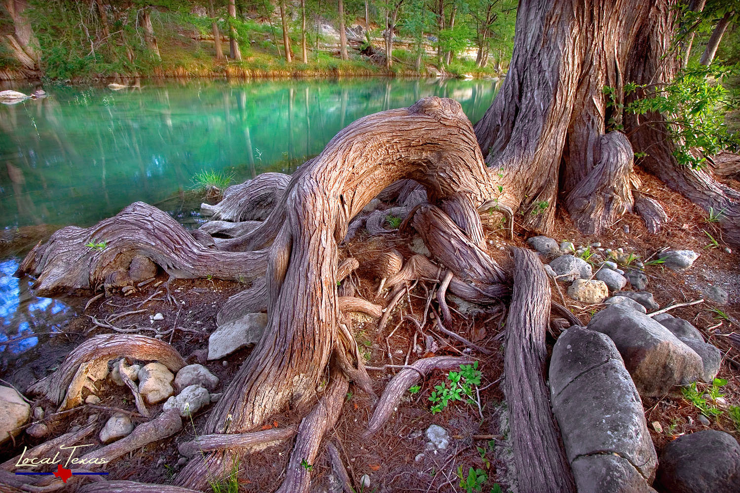 Cypress Roots Local Texas